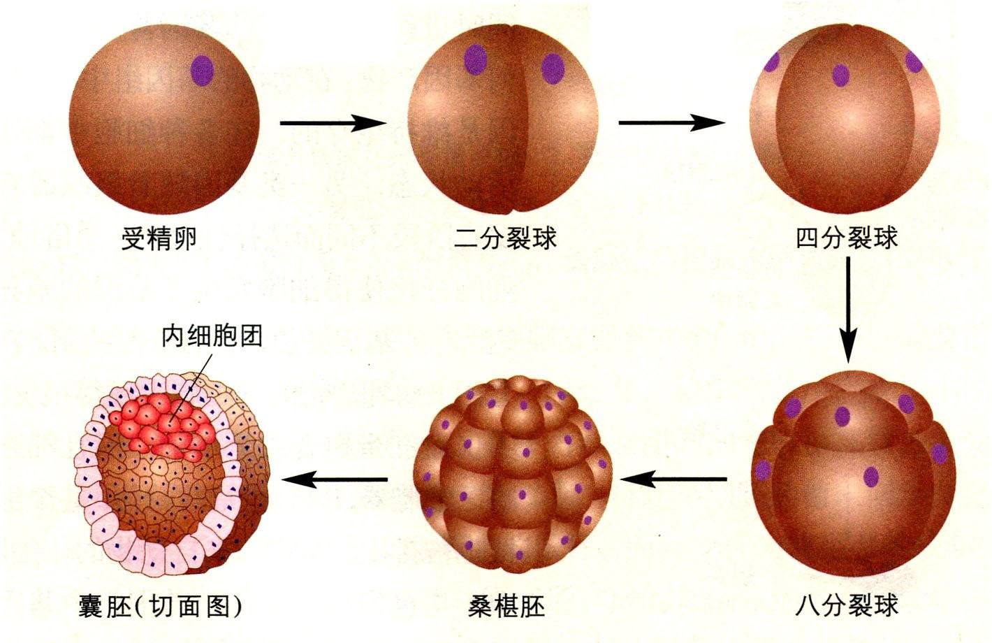 囊胚4BC图片