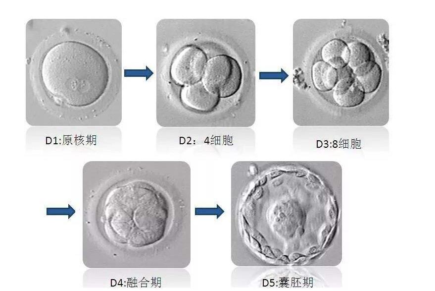 4bb囊胚好還是5bb的好區別很大嗎