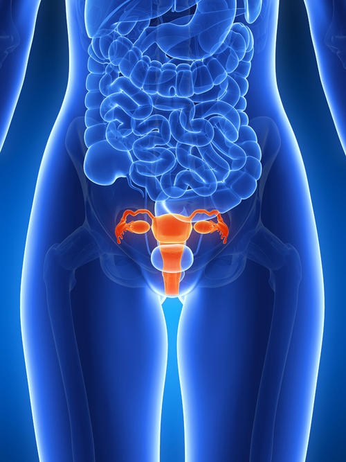 卵巢在腹部位置图真人图片