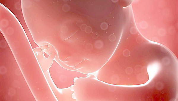 怀孕17周胎儿图图片