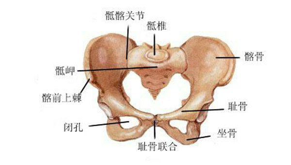 坐骨的解剖位置图片图片