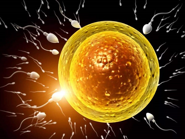 胚胎质量影响移植