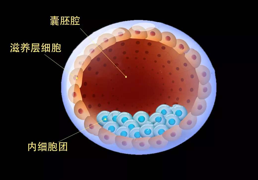 囊胚4BC图片
