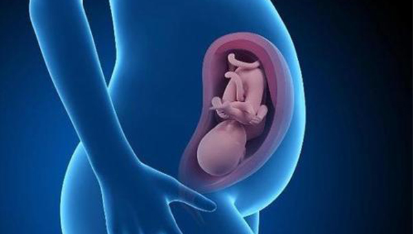 胎儿在子宫里的位置图图片